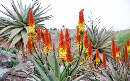 Aloe