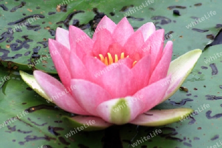 seerose in einem teich