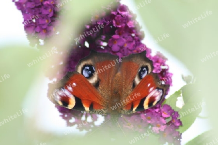 Schmetterling Tagpfauenauge