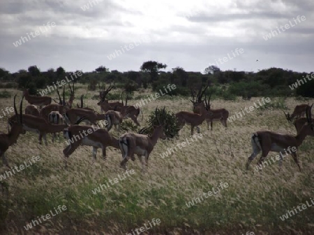 Anthilopen, Anthilope, Impala, Herde, in, Tsavo, West, Kenya