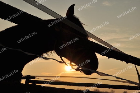 Pferd- Sonnenuntergang 