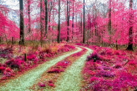 Beautiful pink and purple infrared panorama of a countryside landscape with a blue sky.