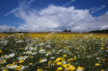 Blumenwiese mit Gewitterwolke