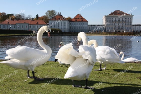 Balzende Schw?ne