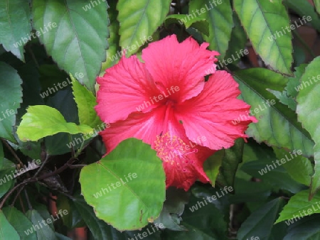 Hibiscus - Seychellen