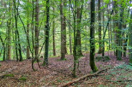 Beautiful view into a dense green forest with bright sunlight casting deep shadow.