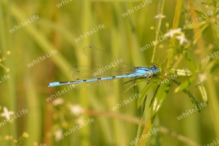 Becher Azurjunfer (Enallagma cyathigerum)