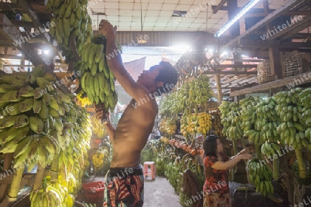 a big Banana Shop in a Market near the City of Yangon in Myanmar in Southeastasia.