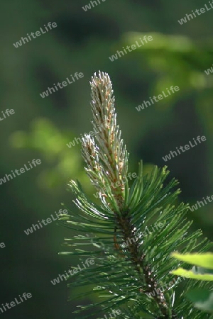 Trieb eines Nadelbaumastes