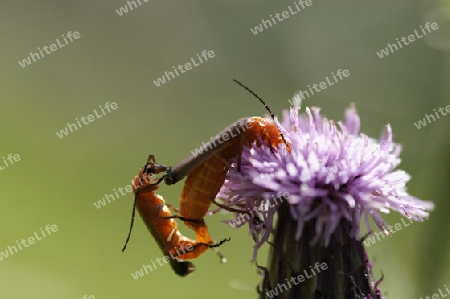 Rote Weichk?fer, Rhagonycha fulva