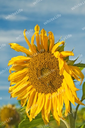 Sonnenblume im Feld