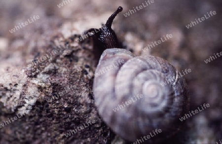 Schnecke