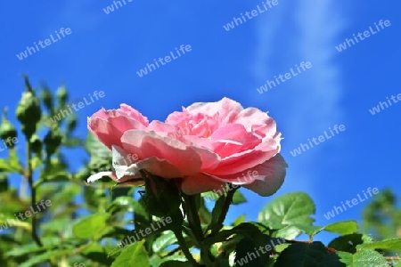 Top view of yellow and orange rose flower in a roses garden with a soft focus background.