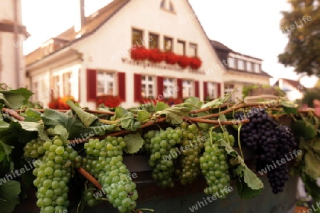  the old town of the villige  Sasbach in Kaiserstuhl in the Blackforest in the south of Germany in Europe.