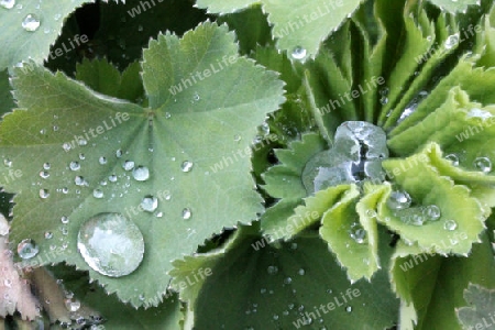 Nach dem Regen