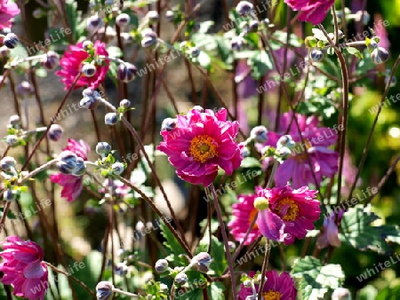 Gartenblume Zinnie