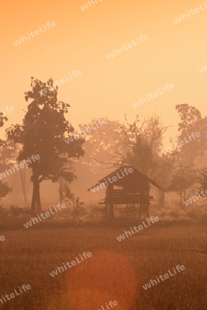 Die Landwirtschaft mit Reisfeldern im Winter bei Amnat Charoen im Isan im osten von Thailand,