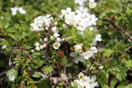 Hummel bei der Arbeit