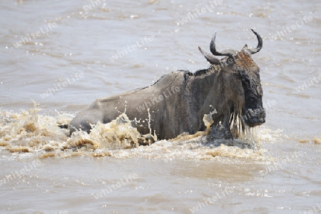 Gnu, Streifengnu, Weissbartgnu (Connochaetes taurinus), Gnumigration, great Migration,  Gnus beim durchqueren des Mara River, Masai Mara, Kenia