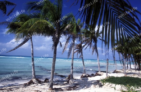 The Beach of Cancun in the Province Yucatan in the south of Mexico 