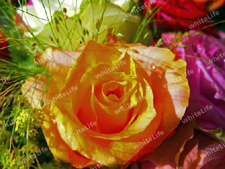 Die orange Rose