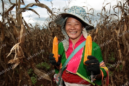 Traditionell gekleidete Frau von einem Stamm der Dara-Ang bei ernten von Maiskolben in einem Maisfeld beim Dof Chiang Dao noerdlich von Chiang Mai im Norden von Thailand. 