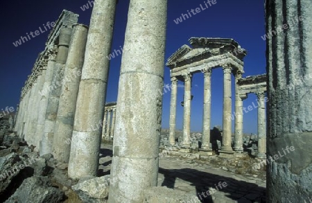 Die Ruinen von Palmyra in der Wueste Faydat in Syrien im Mittleren Osten in Arabien.