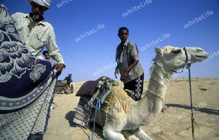 Beduine mit Kamel in der Wueste von Douz im Sueden von Tunesien in Nordafrika.