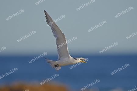 Eilseeschwalbe (Thalasseus bergii), Bird Island, Lamberts Bay, West Kap, Western Cape, S?dafrika, Afrika