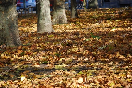 Herbstlaub