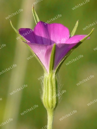 Wiesenblume pink P1250295