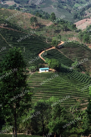 Die Landschaft mit Tee Plantagen beim Bergdorf Mae Salong in der Huegellandschaft noerdlich von Chiang Rai in der Provinz Chiang Rai im Norden von Thailand in Suedostasien.