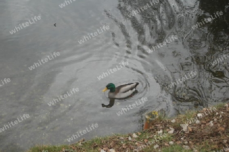 Enten am Teich