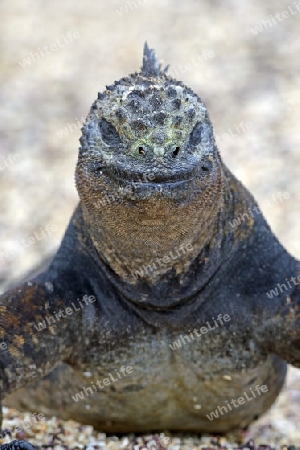 Meerechse (Amblyrhynchus cristatus), Unterart der Insel Isabela, Puerto Villamil,  Galapagos , Unesco Welterbe, Ecuador, Suedamerika