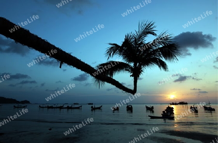 Der Strand  von Hat Sai Ri auf der Insel Ko Tao im Golf von Thailand im Suedwesten von Thailand in Suedostasien. 