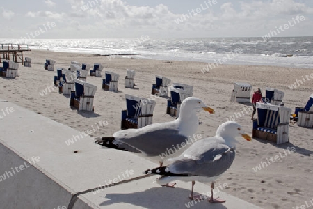 Zwei M?wen am Strand von Westerland