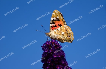 Schmetterling auf Flieder