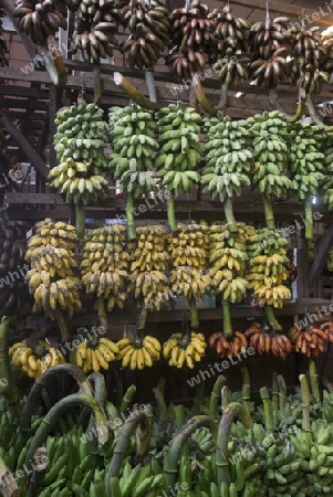 a big Banana Shop in a Market near the City of Yangon in Myanmar in Southeastasia.