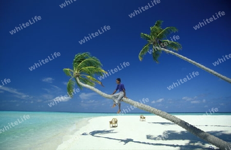 
Der Traumstrand mit Palmen und weissem Sand an der Insel Velavaru im Southmale Atoll auf den Inseln der Malediven im Indischen Ozean.   