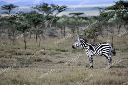 Zebra