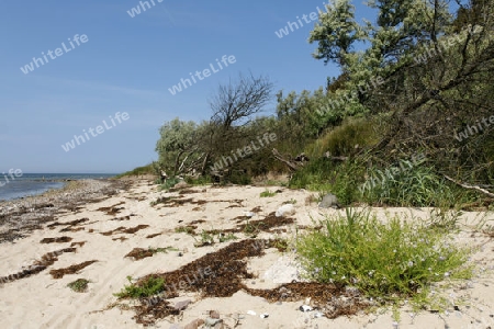 Naturstrand auf der Insel Poel, Ostsee