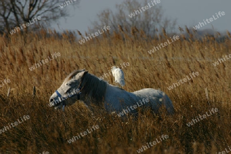 Kuhreiher auf Camarguewildpferd