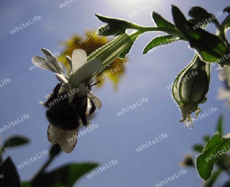 Hummel bei der Arbeit