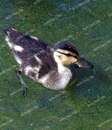 junge ente schwimmt im wasser