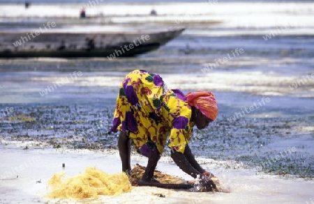 Eine Frau arbeitet auf ihrer Seegras Plantage an der Ostkuester der Insel Zanzibar oestlich von Tansania im Indischen Ozean.