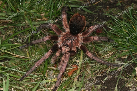 Adulte maennliche kubanische Vogelspinne (Phormictopus cochleasvorax)