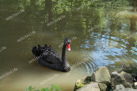 Schwarzer Schwan