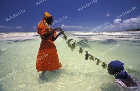 Eine Frau arbeitet auf ihrer Seegras Plantage an der Ostkuester der Insel Zanzibar oestlich von Tansania im Indischen Ozean.