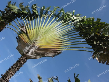 Baum der Reisenden, Ravenala, Dominikanische Republik