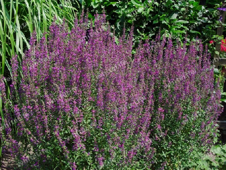 Blutweiderich - lytrum salicaria